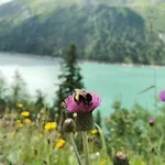 Apartment Haus Dora 4 Panoramablick Mayrhofen